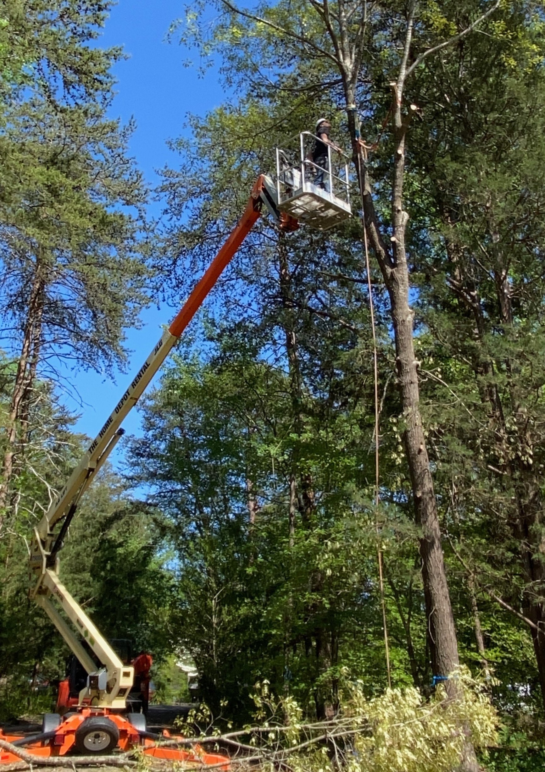 Professional tree trimming and removal services in Greensboro, Winston-Salem and High Point NC